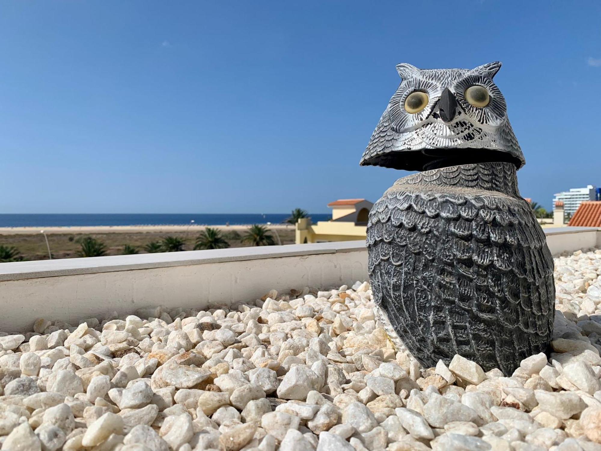 Vivienda Gorrion Daire Morro Jable  Dış mekan fotoğraf